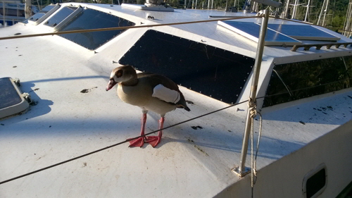ente