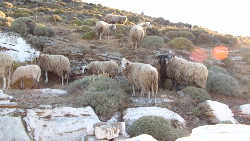 o. colona schafherde1