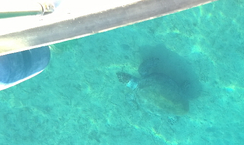 paros schildkrte