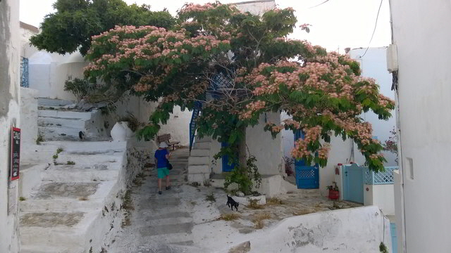 asti baum