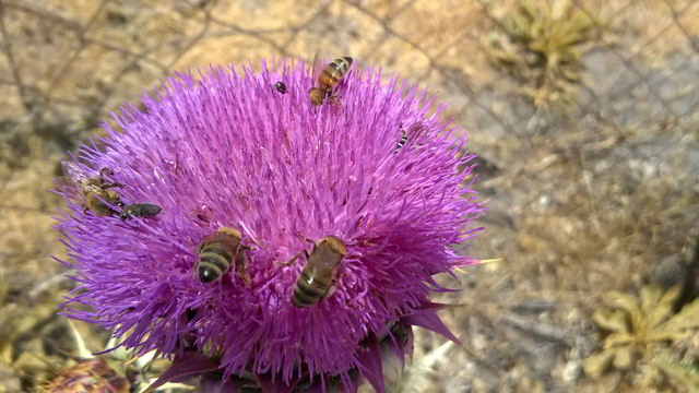 nis2bienen