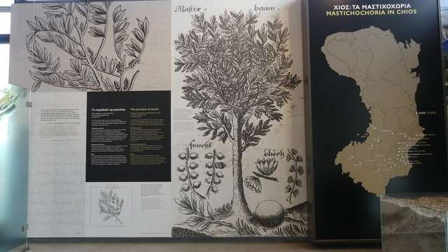 chios mastix museum2