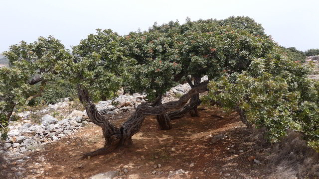 chios mastix museum6