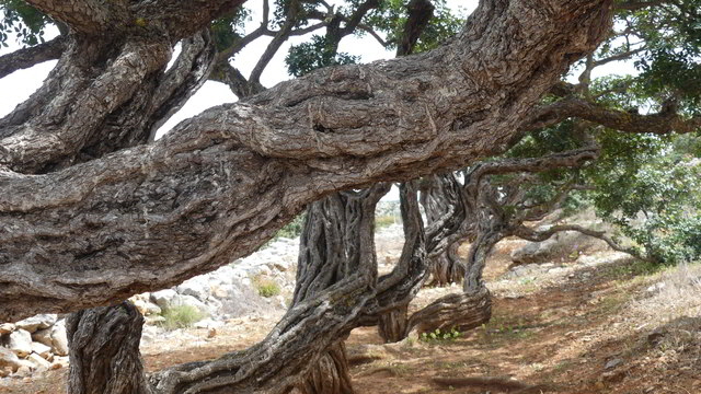 chios mastix museum7