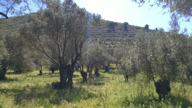 les oliven