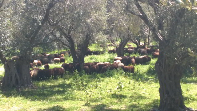 les oliven1