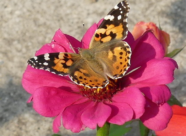 ns schmetterling