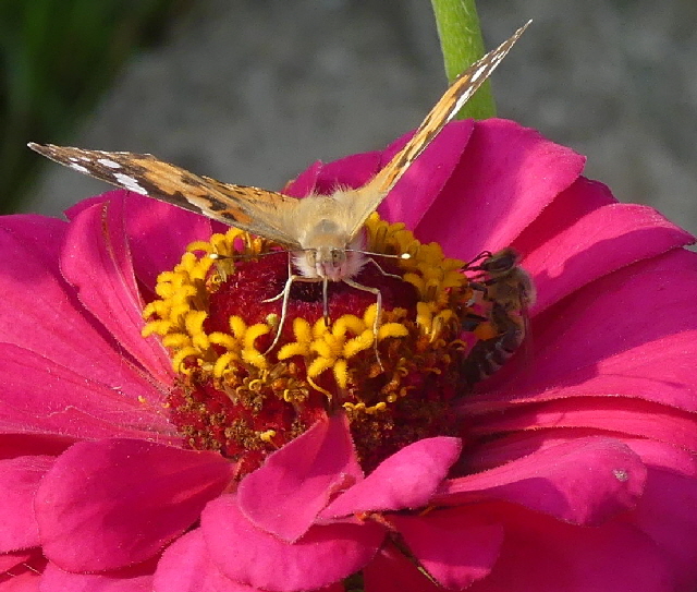 ns schmetterling1