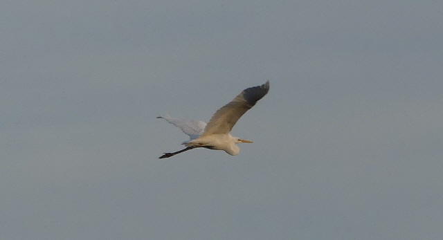 sm little egret