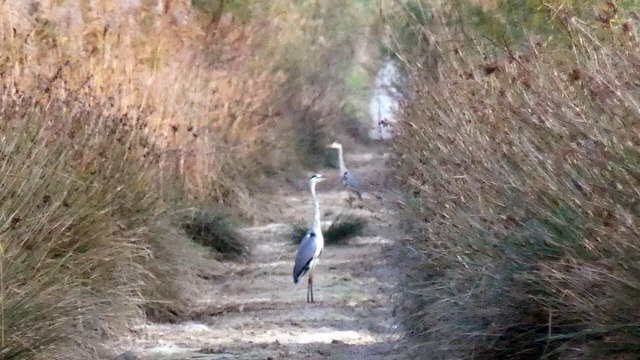 sm purple heron