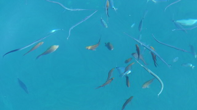 nm fische