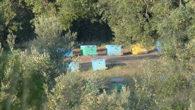 parthemonas bienen
