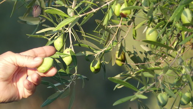 parthemonas oliven