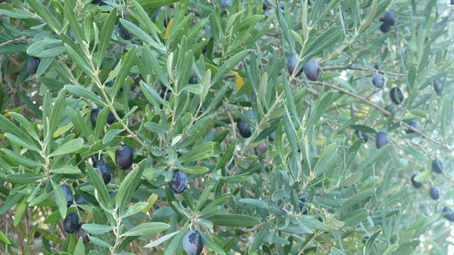 parthemonas oliven1