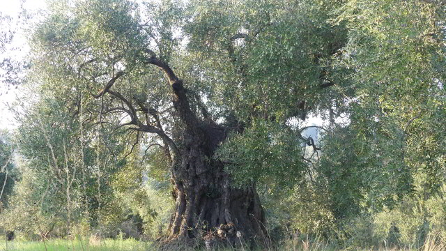 parthemonas oliven2