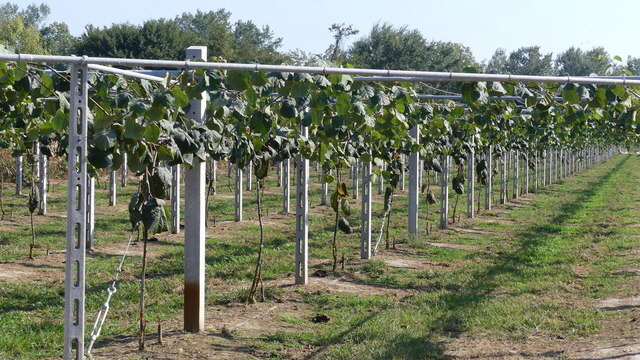 nestos kiwi