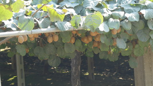 nestos kiwi1