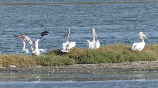 pelikane