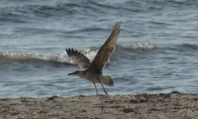 vogel1