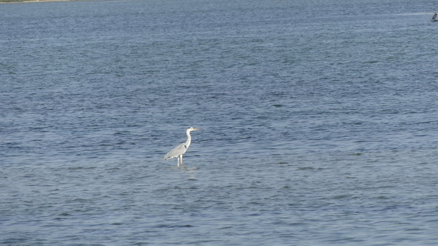vogel2