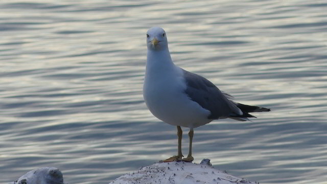 thas möwe1