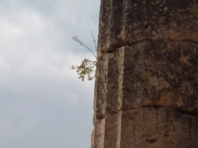 Delphi Tempelsule