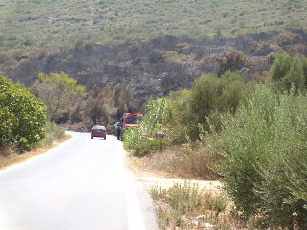 Olivenbƒ¤ume Feuer
