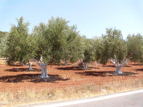 Olivenbƒ¤ume
