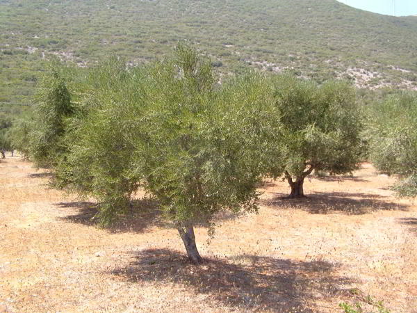 Olivenbƒ¤ume1