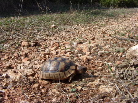 trizonia schildkrte