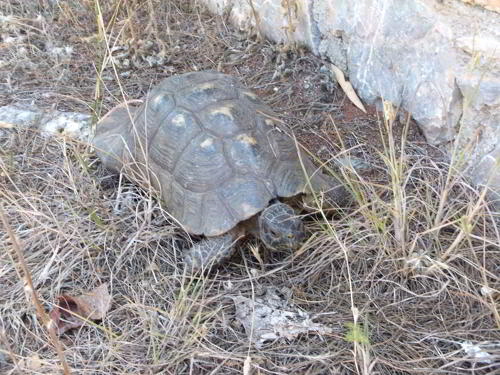 schildkrte am strassenrand