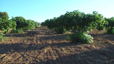 colonia san pere feigen