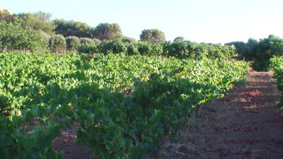colonia san pere reben