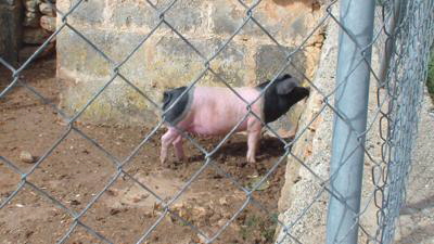 schwein