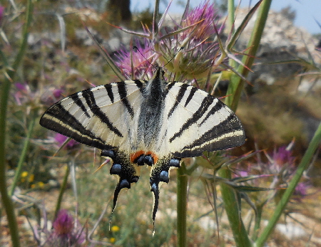 vathi schmetterling