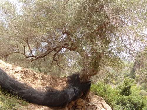 irini schlucht6
