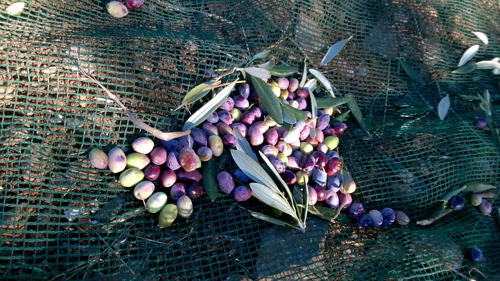 oliven auf netz