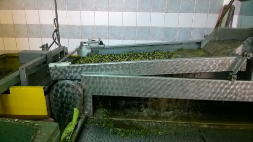 olivenölfabrik waschen