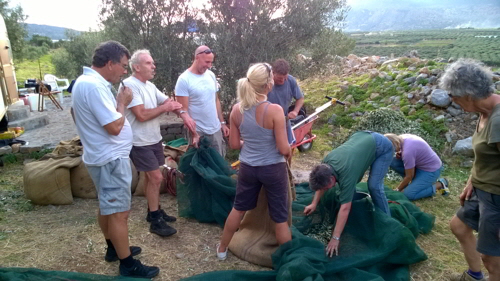 oliven vom netz in eimer in sack