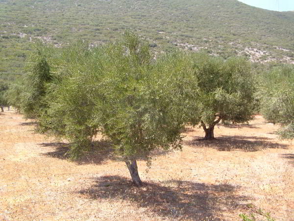 olivenbäume1