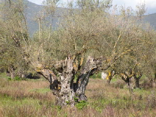 olivenbäume2