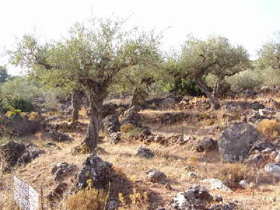 olivenbäume3