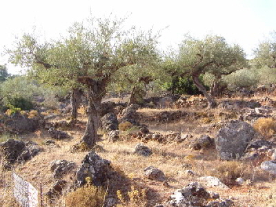 olivenbume3