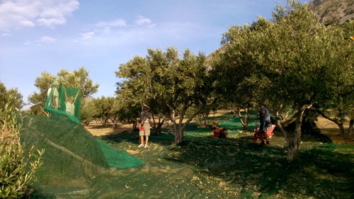olivenernte am rand