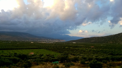 olivenernte skyline
