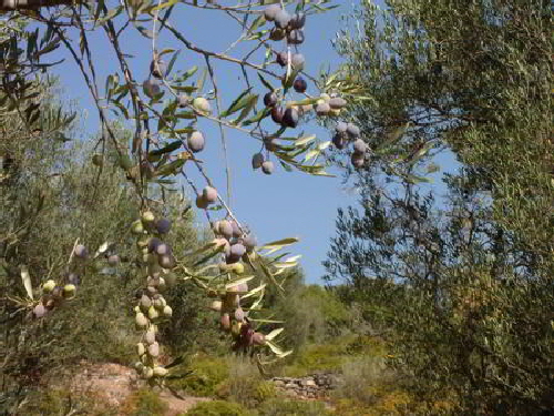 trizonia oliven